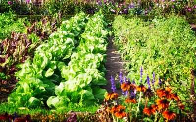 Survival Gardening | How to Start