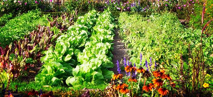 Survival Gardening | How to Start